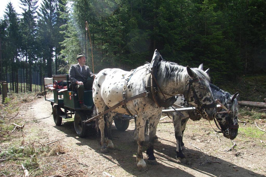 Pension & Reitstall Inghofer Heidenreichstein Buitenkant foto